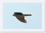 3 varpushaukka  Accipiter nisus 5691 * 900 x 600 * (146KB)